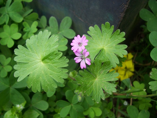 Geranium molle